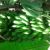 Antojonenasricas