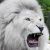 shylion