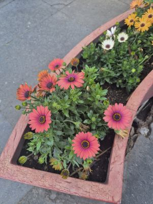 Hoy los girasoles brillaron, pues ese calor y apoyo que les brindaba tan hermoso sol, le recordó a cada una de esas flores, que siempre está ahí, y que ellas están destinadas a ser la  belleza del jardín